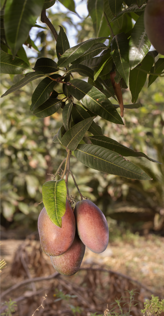 planta mango